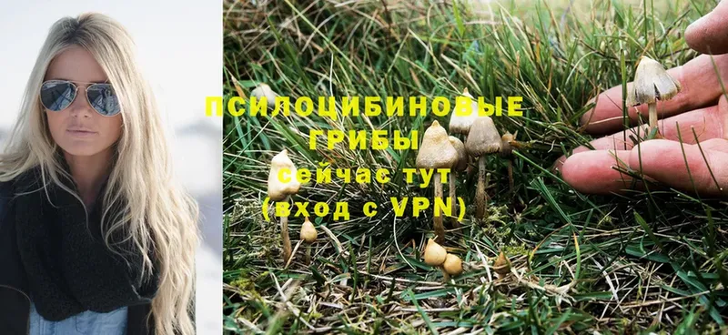 mega маркетплейс  наркотики  Чусовой  Псилоцибиновые грибы MAGIC MUSHROOMS 